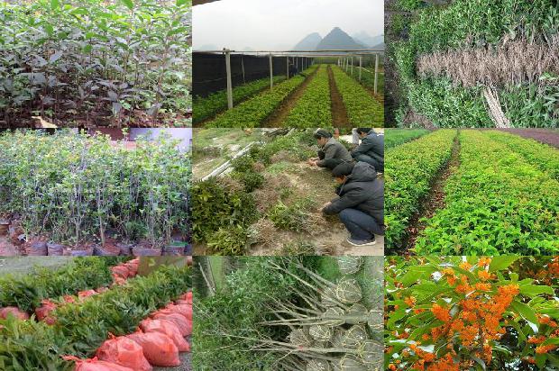 东方树叶桂花乌龙茶 杭州1689467653025