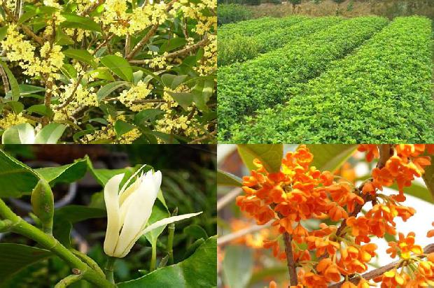 做桂花糕的桂花是新鲜的还是干的1678239312216