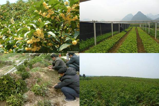 桂花干的好还是新鲜的好1678239432879