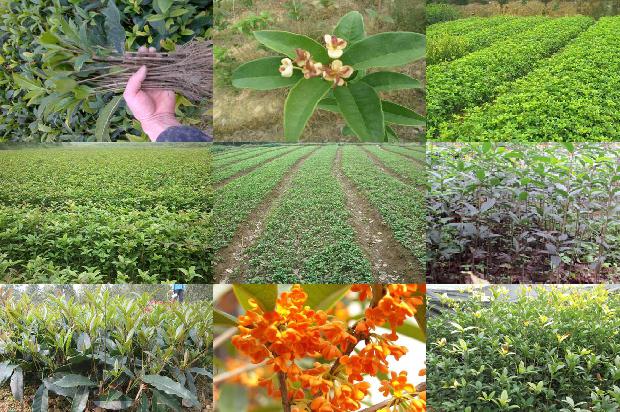 桂花种子发芽温度1688608068648