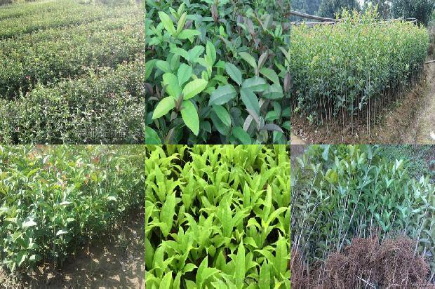 野生桂花什么时候开花1690591339559