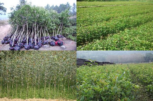 桂花茶用干桂花泡还是用鲜桂花泡1678240195178