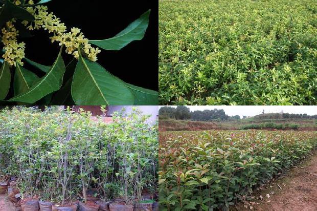 桂花茶用干桂花泡还是用鲜桂花泡1678240195184