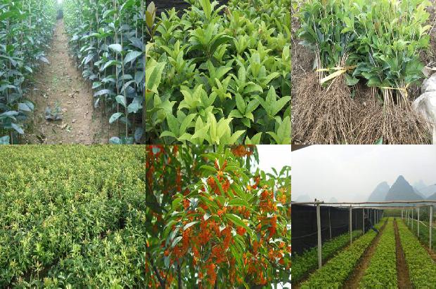 桂花茶用干桂花泡还是用鲜桂花泡1678240195190