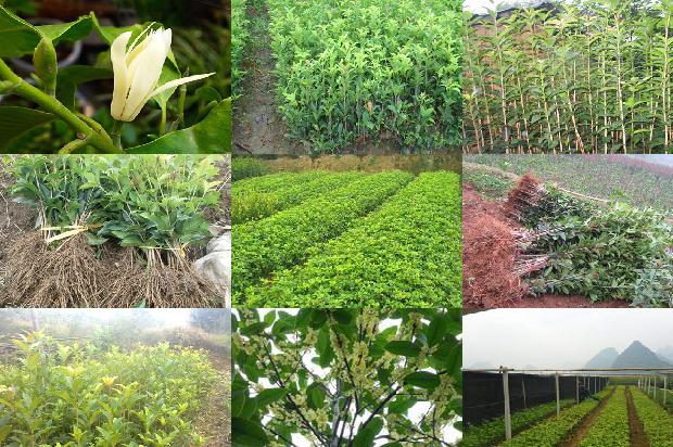 桂花茶用干桂花泡还是用鲜桂花泡1678240195196