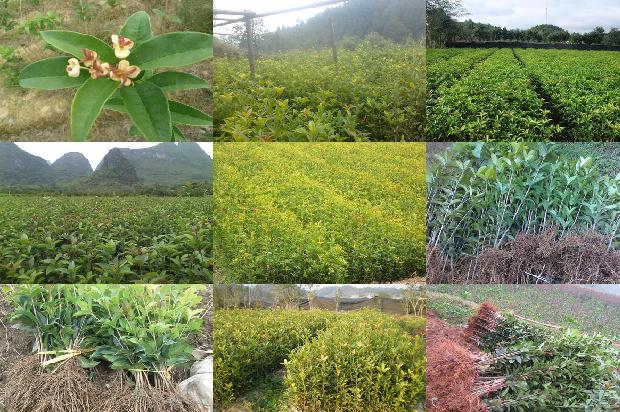 糖桂花用干桂花还是新鲜桂花1678240385869