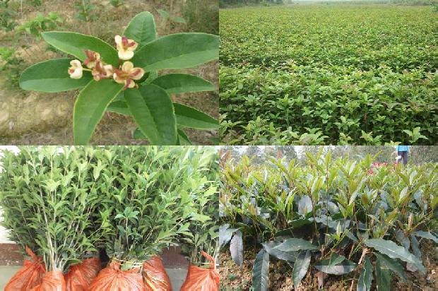 糖桂花用干桂花还是新鲜桂花1678240385875