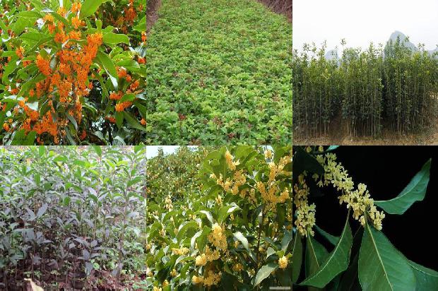 桂花茶是用鲜桂花还是干桂花1678240411062