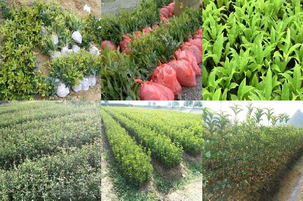 做桂花酱用干桂花还是鲜桂花1678240512011