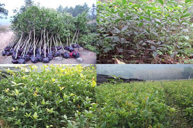 做桂花酱用干桂花还是鲜桂花1678240512017