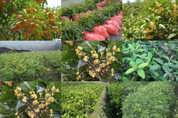 做桂花酱用干桂花还是鲜桂花1678240512023