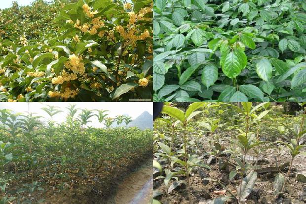 做桂花蜜用干桂花还是湿桂花1678240563905