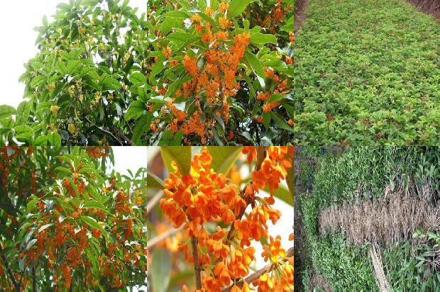 做桂花蜜用干桂花还是湿桂花1678240563911