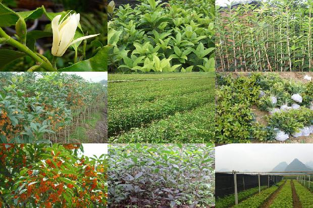 干桂花茶的功效与作用1678321527282
