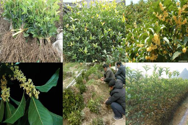 干桂花茶的功效与作用1678321527288