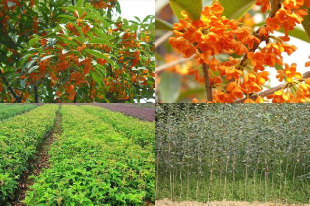 干桂花茶的功效与作用1678321527294