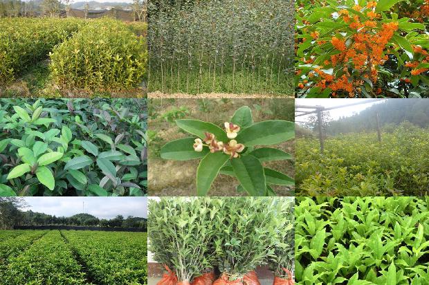 干桂花和桂花茶1678321920786