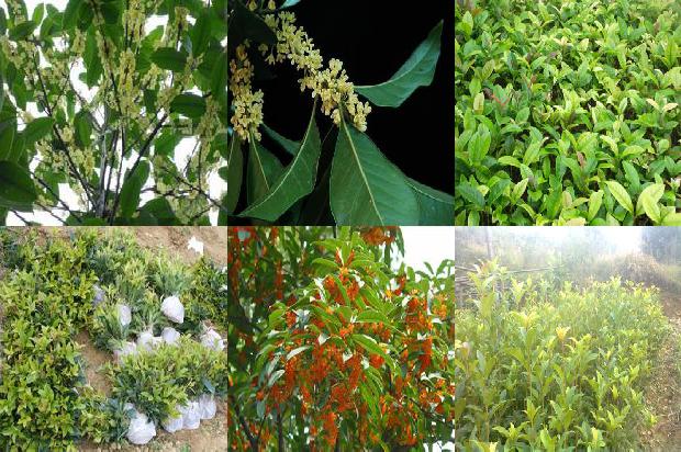 干桂花做糖桂花1678322778788