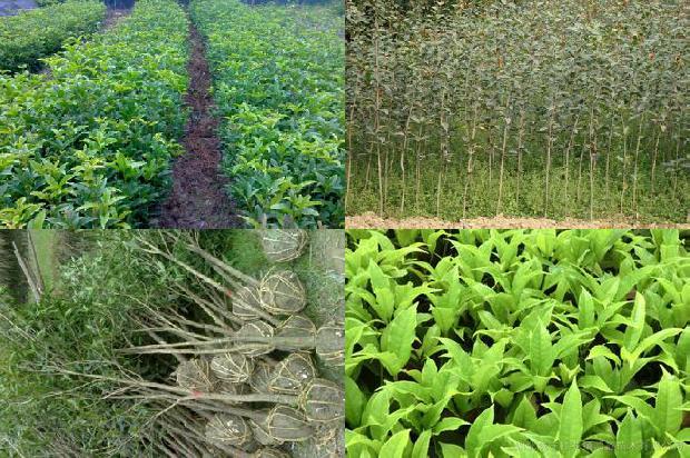 干桂花 桂花茶1678322977929