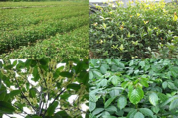 干桂花 桂花茶1678322977941
