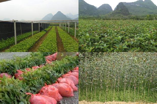 我的干桂花1678323011116