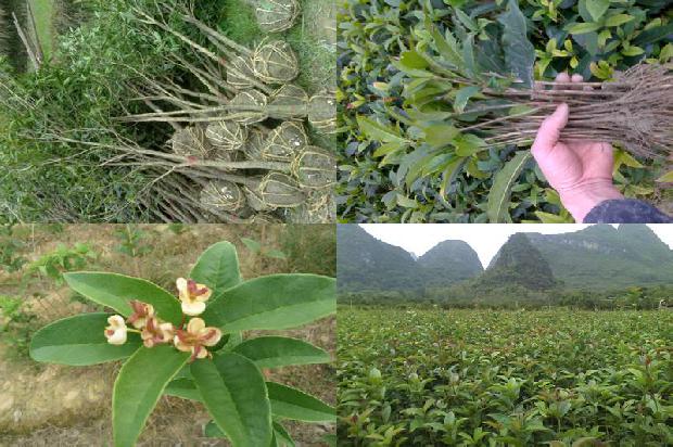 新鲜的桂花好还是干的桂花好1678323737406