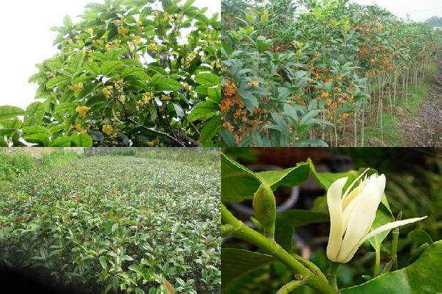 桂花树施肥的最佳时间和方法1690677500103