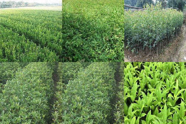 河南适合种植桂花树吗1690591179251