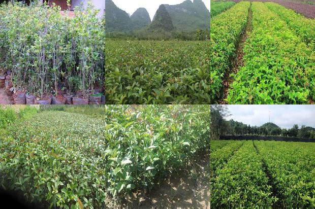 桂花干叶尖是什么原因1678325180281