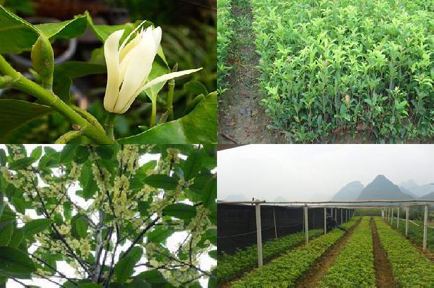桂花干叶是什么原因1678325234713