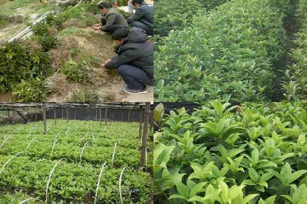 桂花干怎么做桂花蜜1678325461893