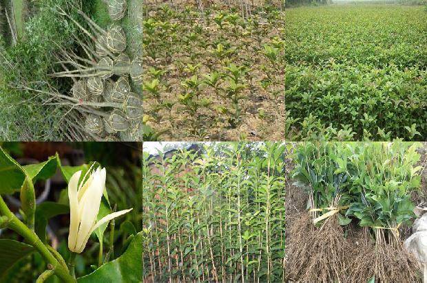 桂花树要多少钱才能开花结果呢1690418370326