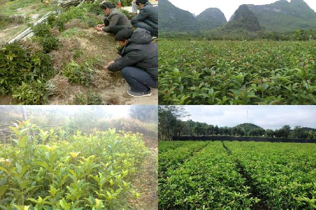 桂花适合什么时候栽种植最好1688605521566