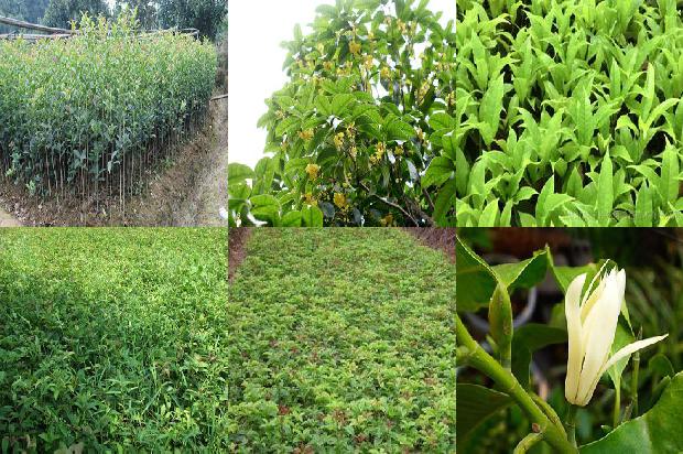 新鲜桂花怎么做干桂花茶1678326578568