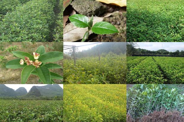 新鲜桂花怎么做干桂花茶1678326578574