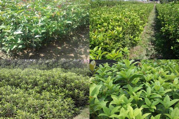 桂花怎么制成干桂花1678326709668