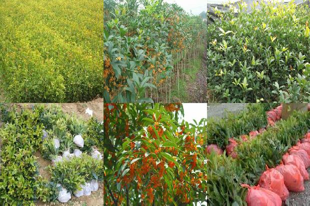 干桂花可以干桂花可以做什么1678407221424