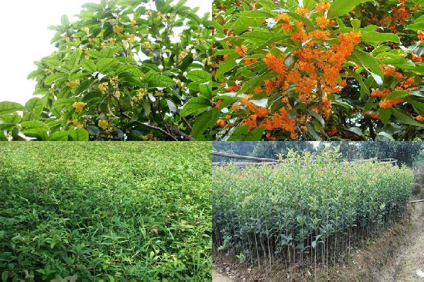 桂花还可以用它来干什么?1678407611451