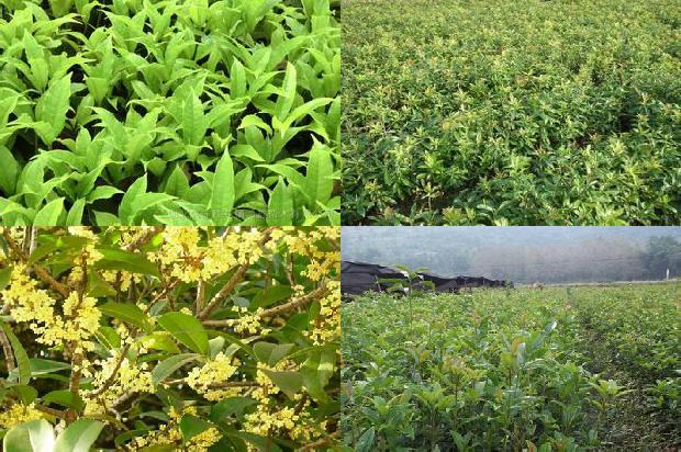 干桂花可以做桂花糖吗1678407724490