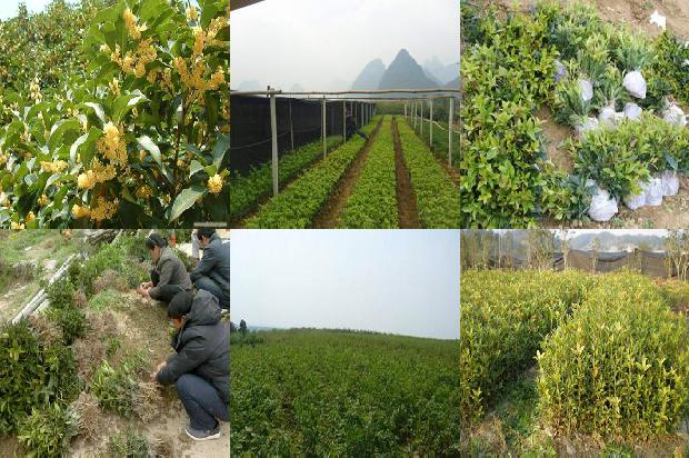桂花怎么制作干桂花不变色1678407865289