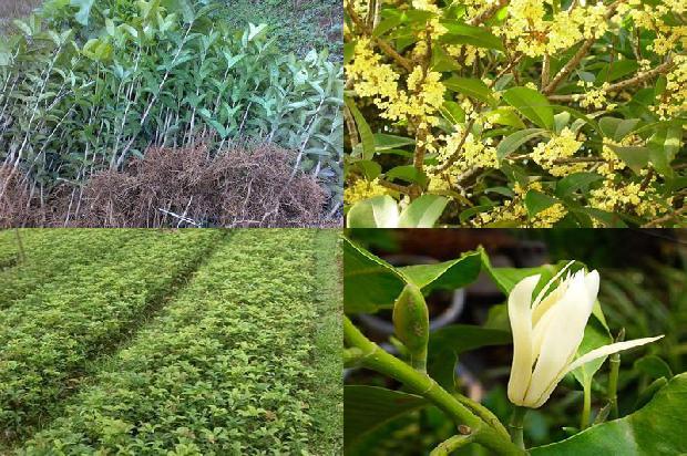 干桂花可以做桂花蜜吗1678407912409