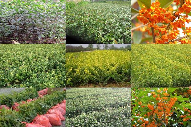 干桂花可以做桂花蜜吗1678407912416