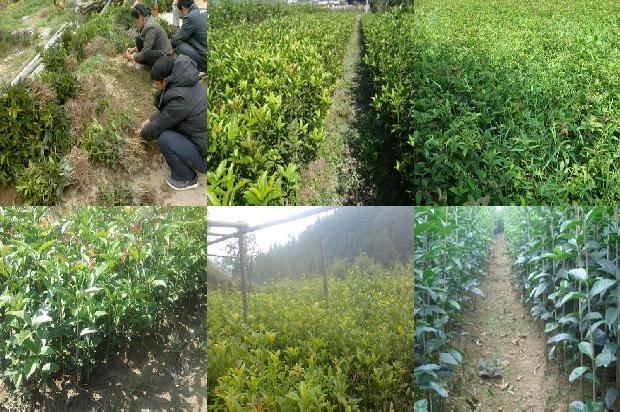 怎样用干桂花做桂花蜜1678407996152