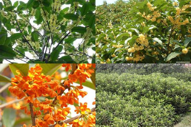 干桂花可以泡桂花酒吗1678408393568