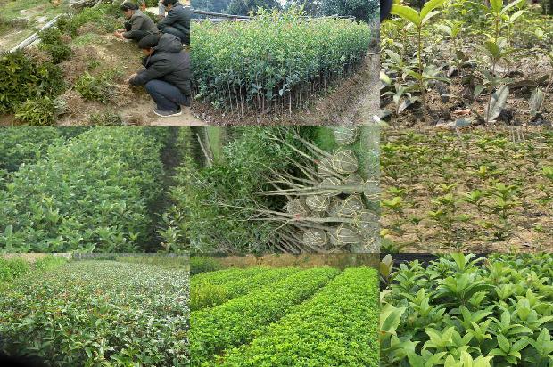 干桂花可以泡茶吗1678409055555