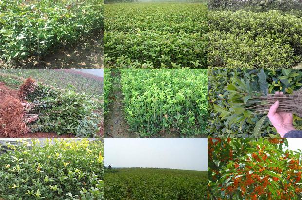 干桂花可以泡茶吗1678409055567
