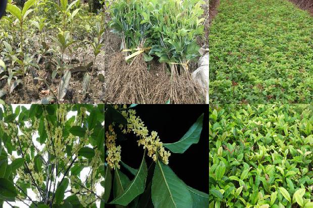 干桂花能做桂花蜜吗1678409349562