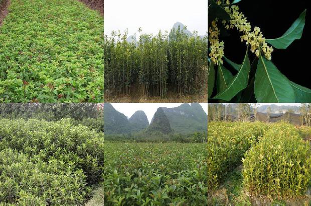 干桂花能做桂花蜜吗1678409349568