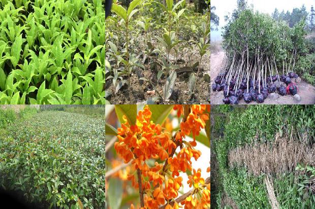 干桂花和桂花茶一样吗1678409646763