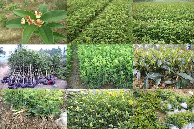 干桂花和桂花茶一样吗1678409646769